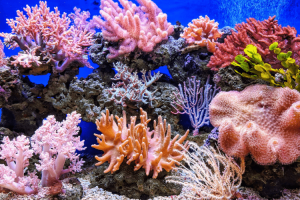 Diverse, healthy coral