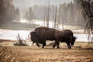 Bison grazing