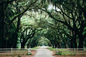 A path through Spanish Moss trees