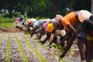 Group of Black women harvesting a field